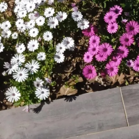 Ferienhaus Provencal Style In Mediterranean Seaside Town La Londe-les-Maures