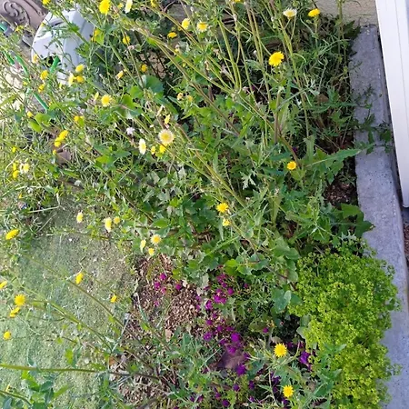 Ferienhaus Provencal Style In Mediterranean Seaside Town La Londe-les-Maures